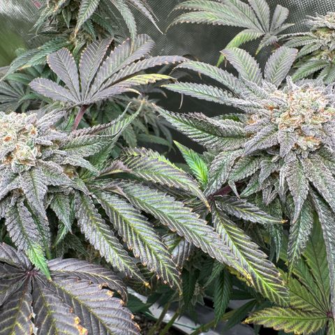 Sourdough S1 Offensive Selections growlog timeline photo
