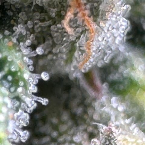 Sourdough S1 Offensive Selections growlog timeline photo