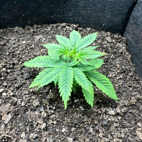 Plushberry Tree growlog timeline photo