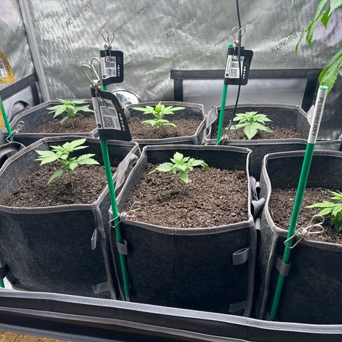 Plushberry Tree growlog timeline photo