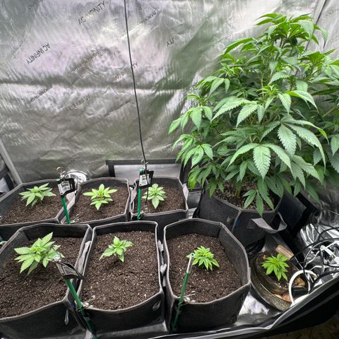 Plushberry Tree growlog timeline photo