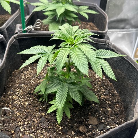 Plushberry Tree growlog timeline photo