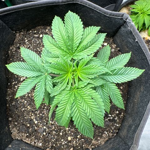 Plushberry Tree growlog timeline photo