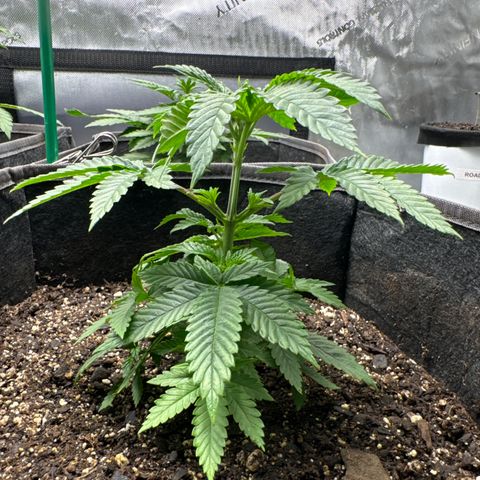 Plushberry Tree growlog timeline photo