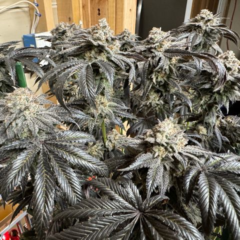 Sourdough S1 Offensive Selections growlog timeline photo