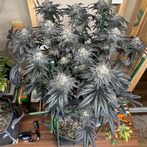 Sourdough S1 Offensive Selections growlog timeline photo
