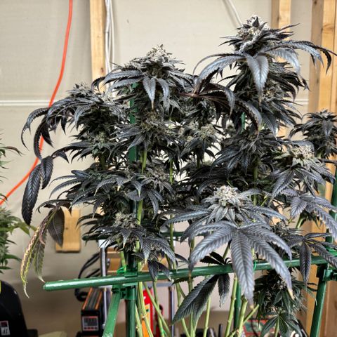 Sourdough S1 Offensive Selections growlog timeline photo