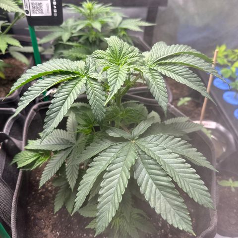Plushberry Tree growlog timeline photo