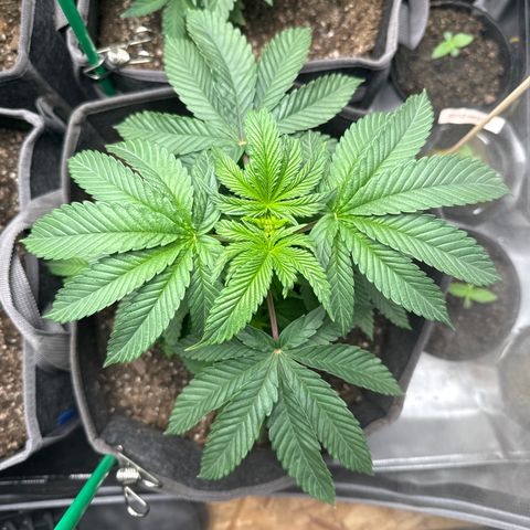 Plushberry Tree growlog timeline photo