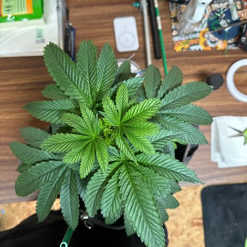 Plushberry Tree growlog timeline photo