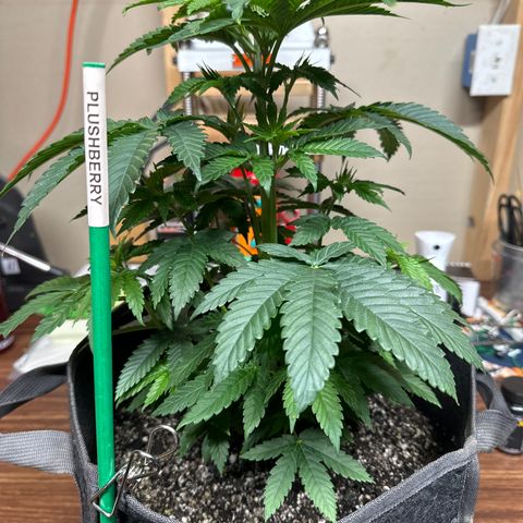 Plushberry Tree growlog timeline photo