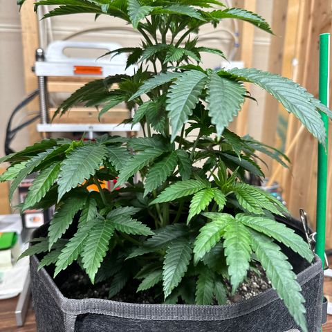 Plushberry Tree growlog timeline photo