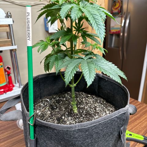 Plushberry Tree growlog timeline photo