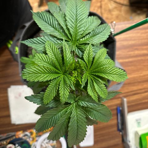 Plushberry Tree growlog timeline photo