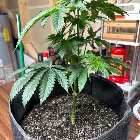 Plushberry Tree growlog timeline photo