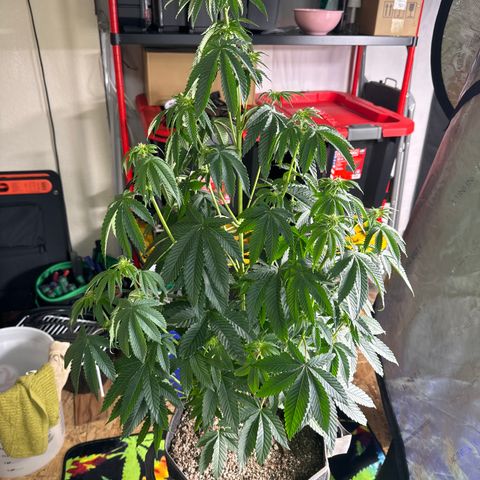 Plushberry Tree growlog photo: Bushy. Perpetually droopy. Not showing much vigor after light change. 