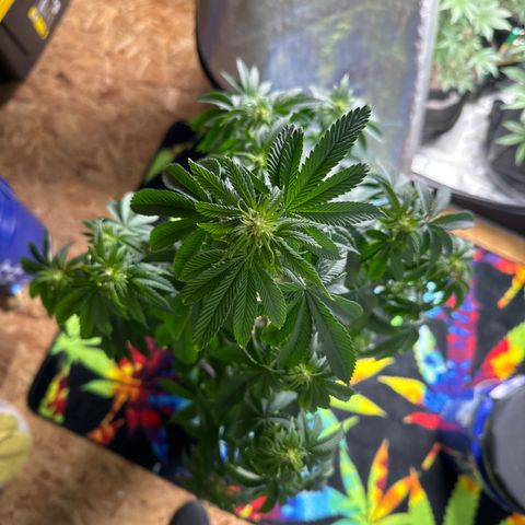 Plushberry Tree growlog photo: Bushy. Perpetually droopy. Not showing much vigor after light change. 