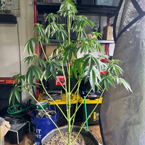Plushberry Tree growlog photo: Gave it a good lollipop and defol. Hope with food today it will get some spark. 