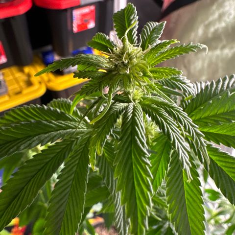 Plushberry Tree growlog photo: Gave it a good lollipop and defol. Hope with food today it will get some spark. 
