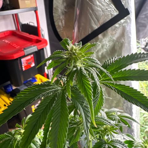 Plushberry Tree growlog timeline photo
