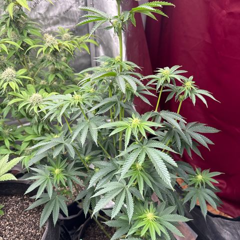 Plushberry Tree growlog timeline photo