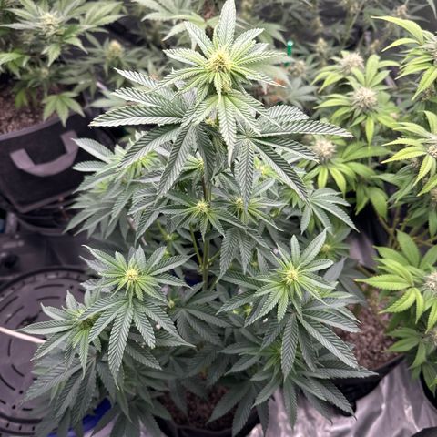 Plushberry Tree growlog timeline photo
