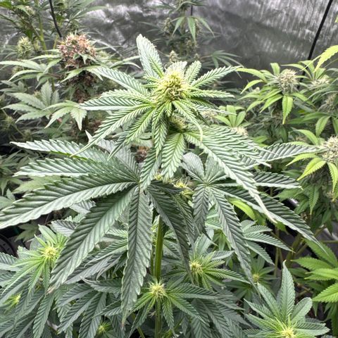 Plushberry Tree growlog timeline photo