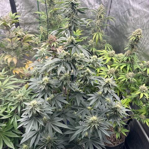 Plushberry Tree growlog timeline photo