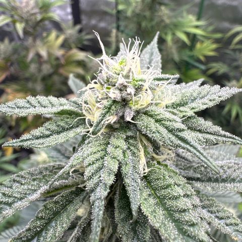 Plushberry Tree growlog timeline photo