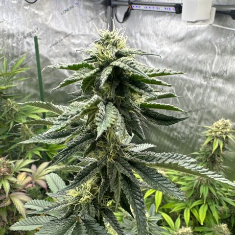 Plushberry Tree growlog timeline photo