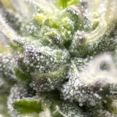 Plushberry Tree growlog timeline photo