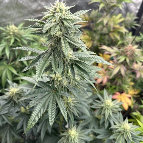 Plushberry Tree growlog timeline photo