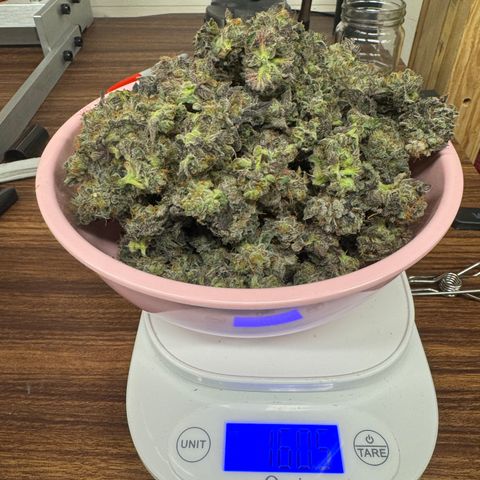 Plushberry Tree growlog timeline photo