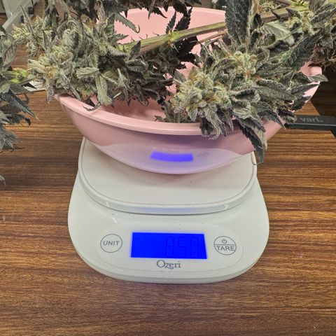 Plushberry Tree growlog timeline photo