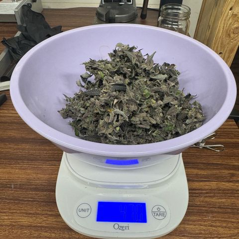 Plushberry Tree growlog timeline photo