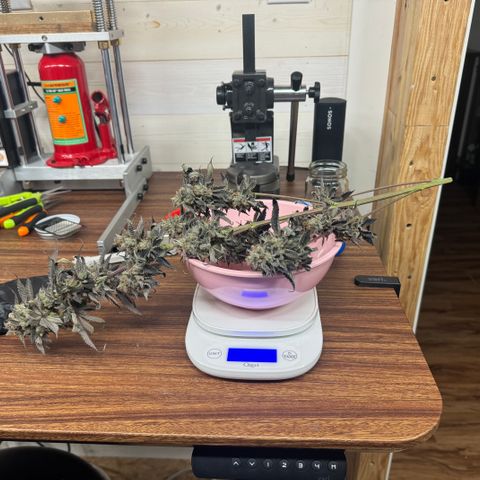 Plushberry Tree growlog timeline photo