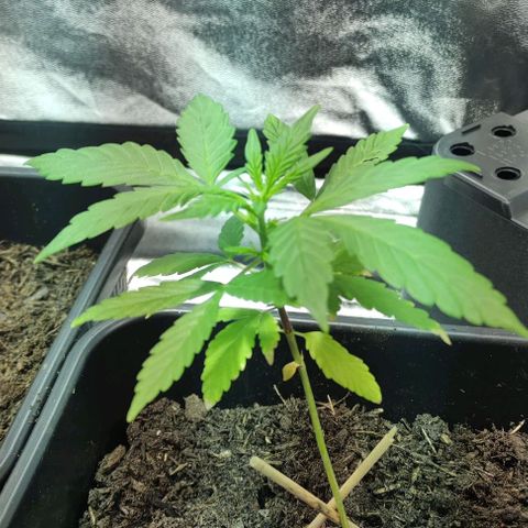 Haze Berry Automatic growlog timeline photo