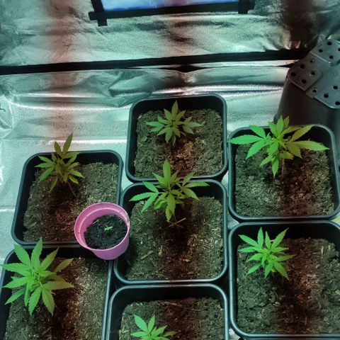 Haze Berry Automatic growlog timeline photo