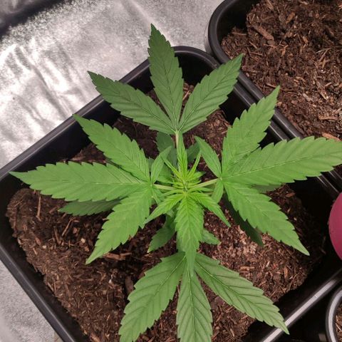Haze Berry Automatic growlog timeline photo