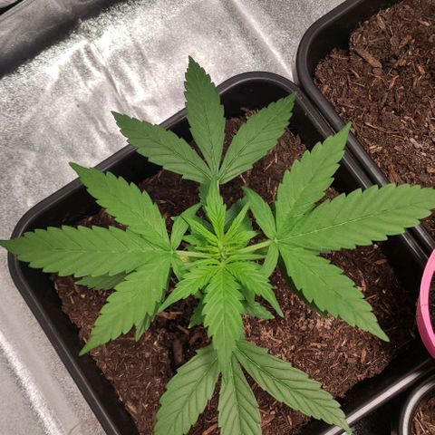 Haze Berry Automatic growlog timeline photo