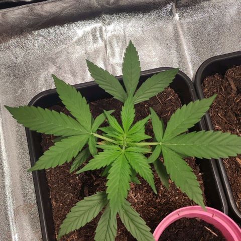 Haze Berry Automatic growlog timeline photo