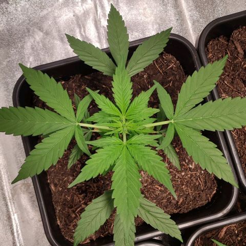 Haze Berry Automatic growlog timeline photo