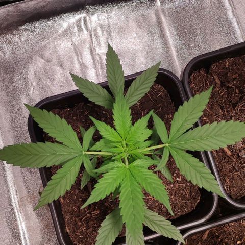 Haze Berry Automatic growlog timeline photo