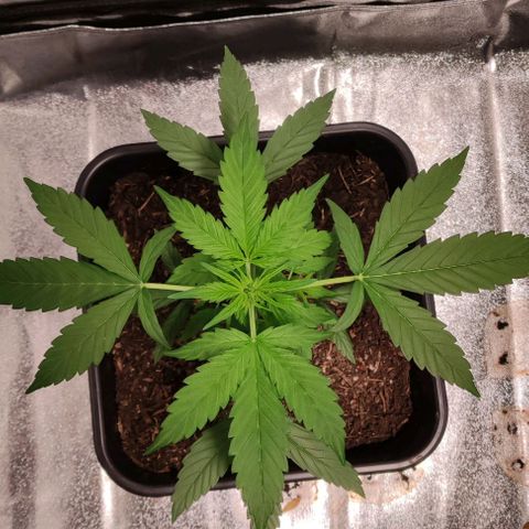 Haze Berry Automatic growlog timeline photo