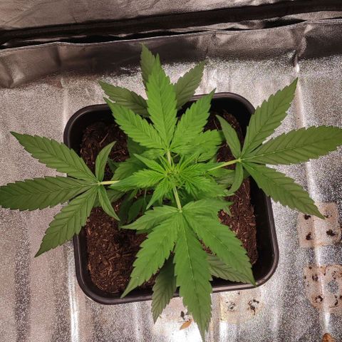 Haze Berry Automatic growlog timeline photo