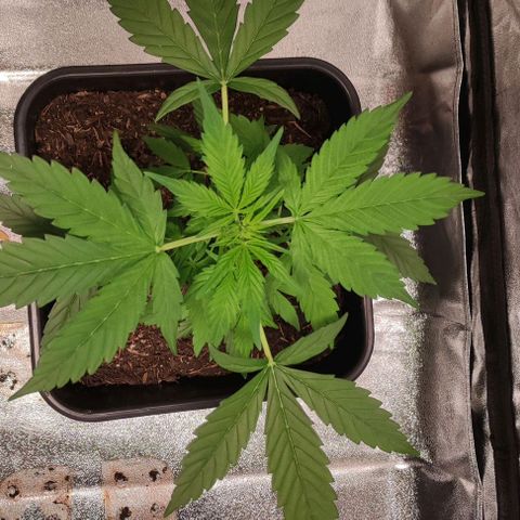 Haze Berry Automatic growlog timeline photo