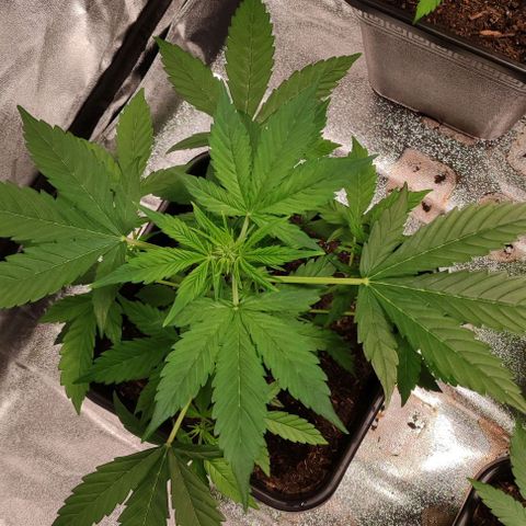 Haze Berry Automatic growlog timeline photo