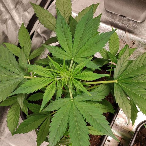 Haze Berry Automatic growlog timeline photo