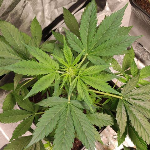 Haze Berry Automatic growlog timeline photo