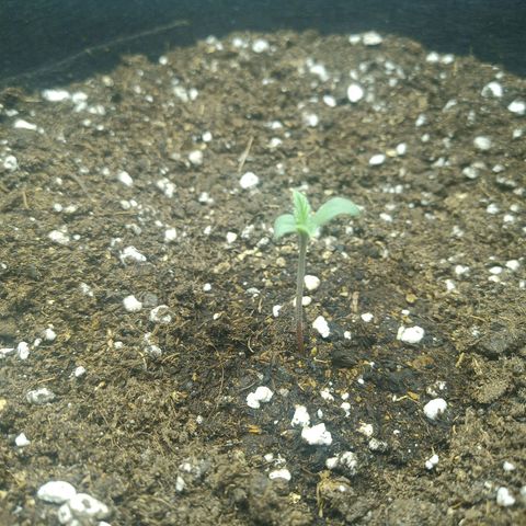 Apple Fritter Automatic growlog timeline photo